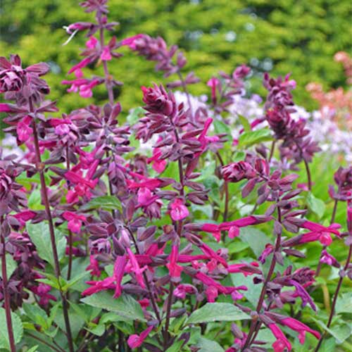 Salvia Love & Wishes