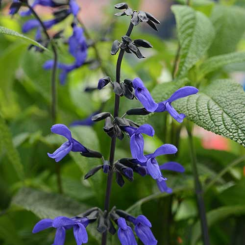 Salvia Black And Bloom (Salvia guaranitica)