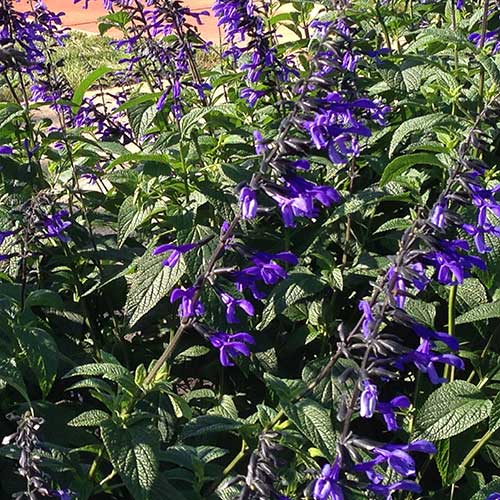 Salvia Black And Bloom (Salvia guaranitica)