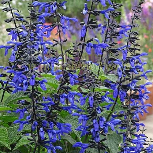 Salvia Black And Bloom (Salvia guaranitica)