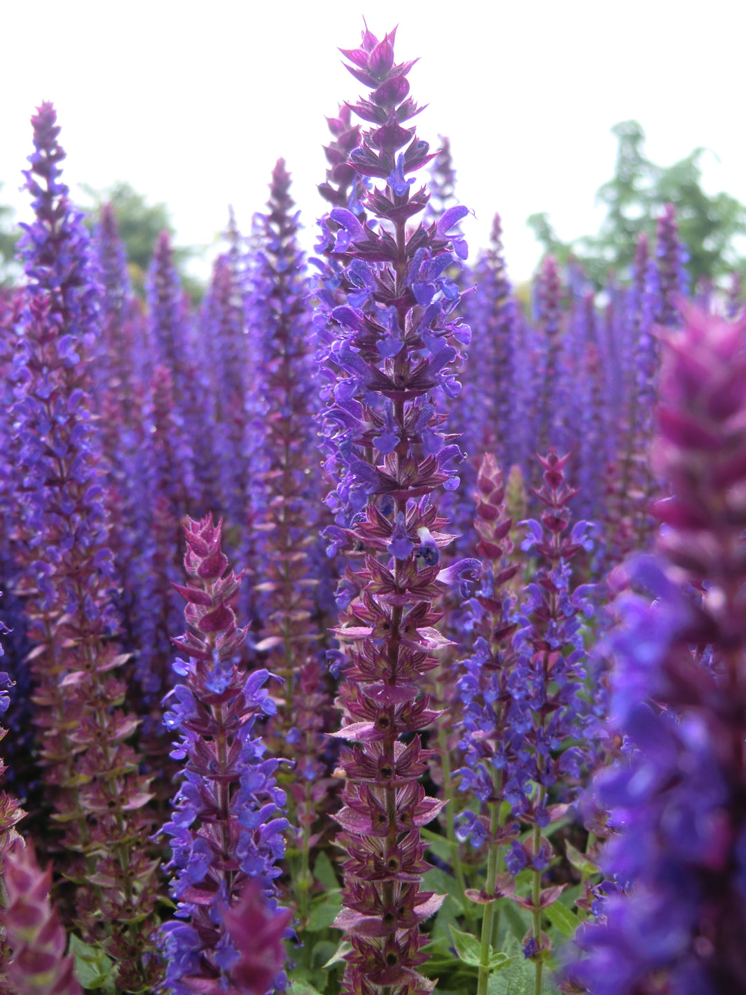 SALVIA nem. Ostfriesland