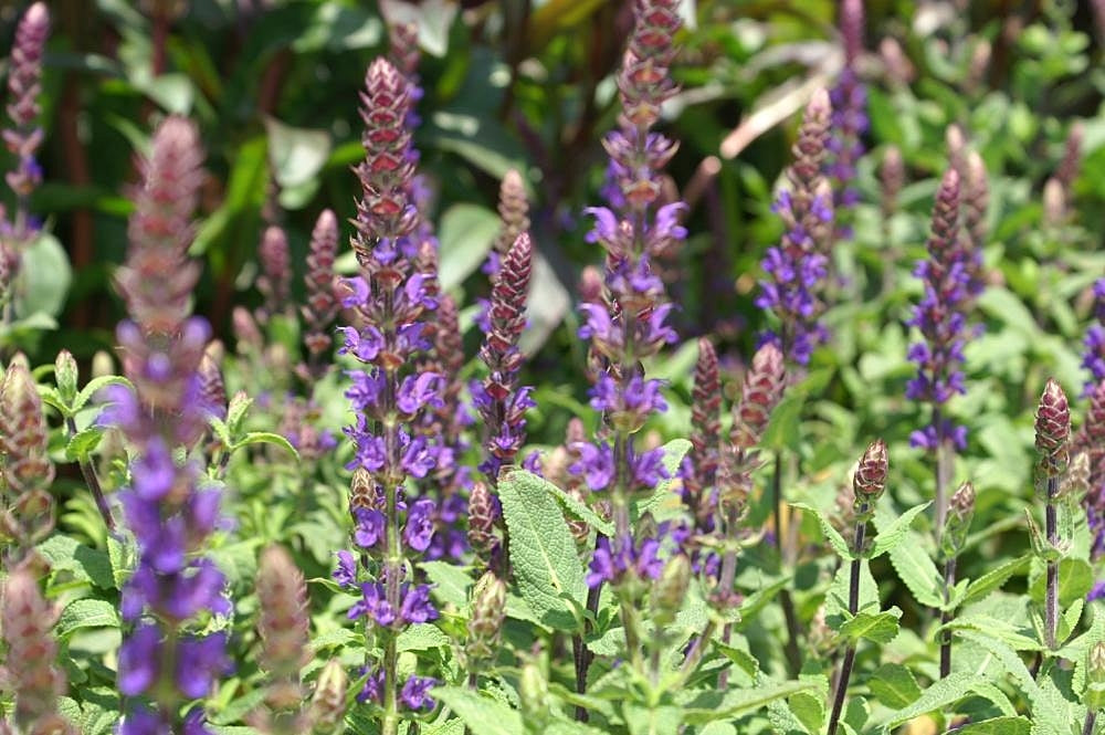 SALVIA nem. Caradonna