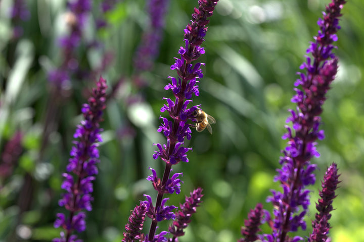 SALVIA nem. Caradonna