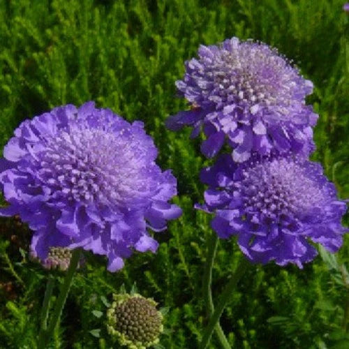 Scabiosa Blue Butterfly