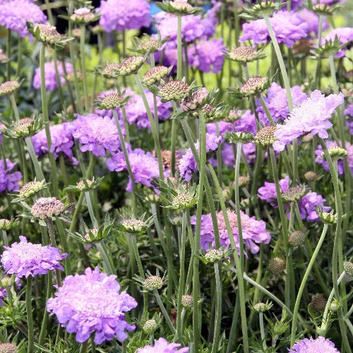 Scabiosa Blue Butterfly