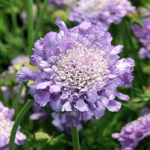 SCABIOSA colum. Butterfly Blue