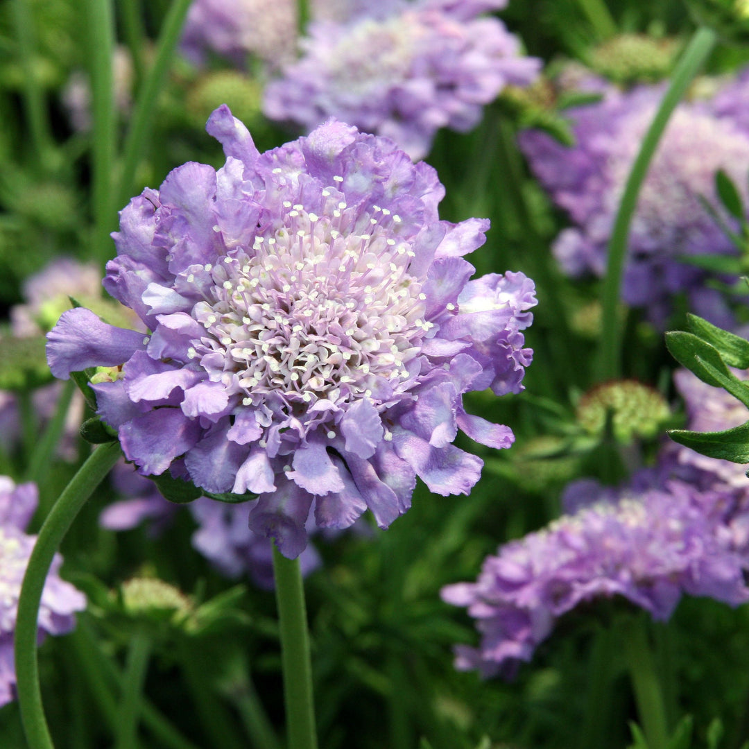 SCABIOSA colum. Butterfly Blue