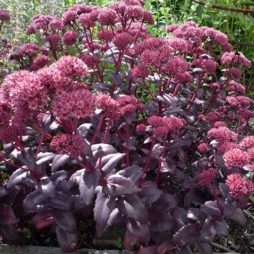 Stonecrops Sedum Purple Emperor (2Ltr Pot)