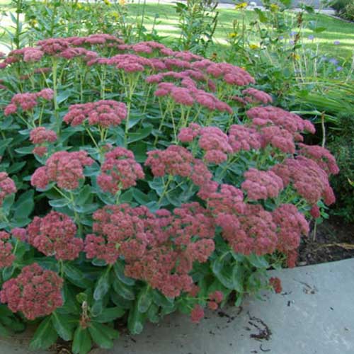 Sedum Autumn Joy