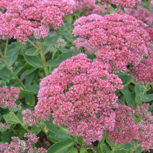 Sedum Autumn Joy