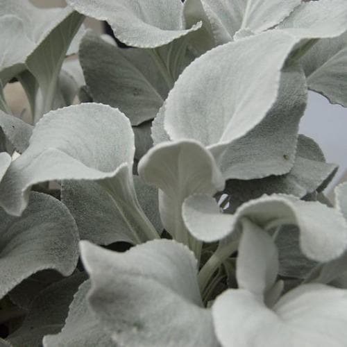 SENECIO Angel Wings