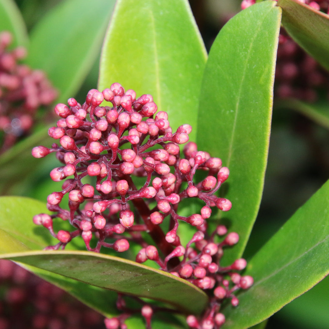 Skimmia jap. Rubinetta