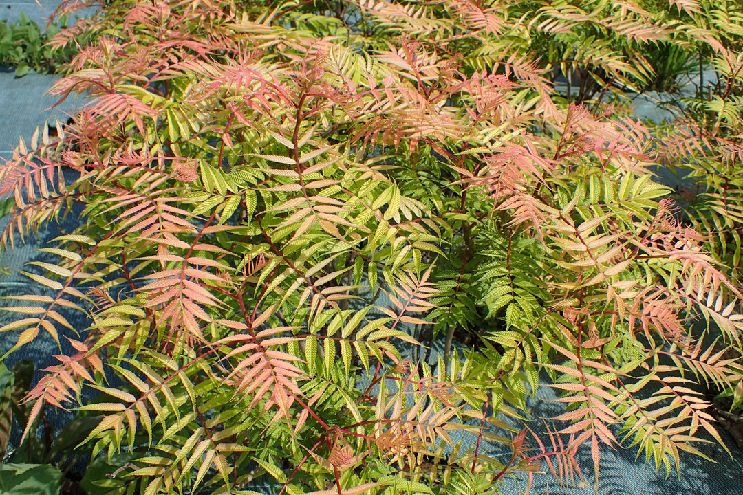 SORBARIA-SORBIFOLIA-SEM-Leaf