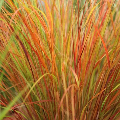 Stipa arundinacea