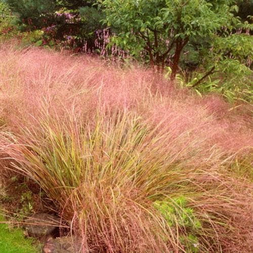 Stipa arundinacea