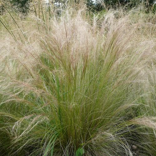 Mexican Feathergrass Stipa Tenuissima Pony Tails (2Ltr Pot)