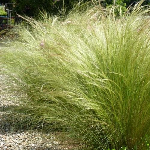 Mexican Feathergrass Stipa Tenuissima Pony Tails (2Ltr Pot)