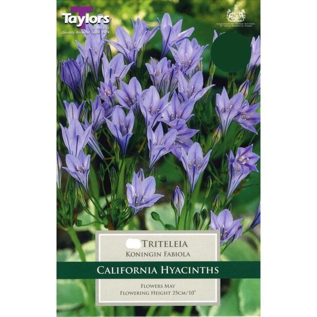 TRITELEIA KONINGIN FABIOLA x 20