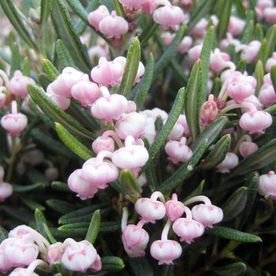 Andromeda polifolia Blue Ice