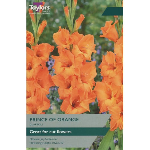 GLADIOLI PRINCE OF ORANGE X 10