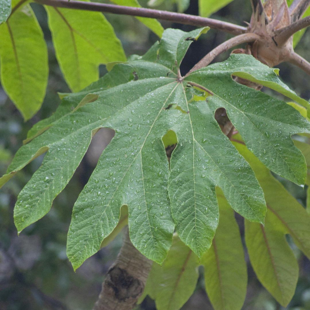 TETRAPANAX papyrifer