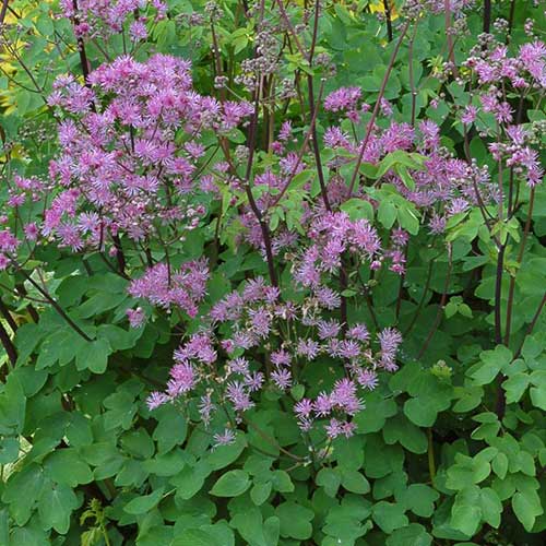 THALICTRUM Black Stockings