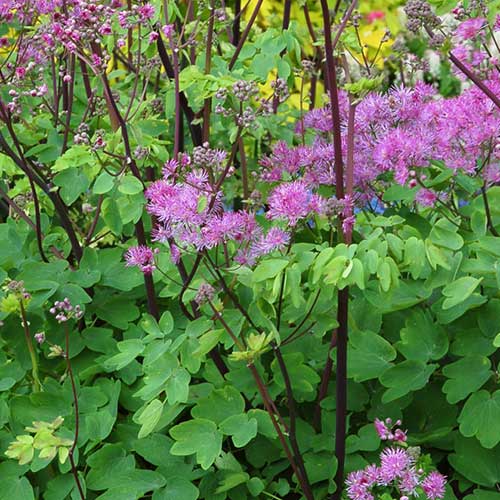 THALICTRUM Black Stockings