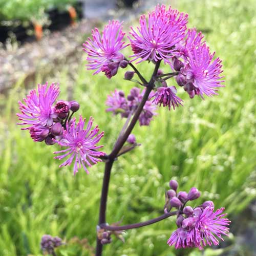 THALICTRUM Black Stockings