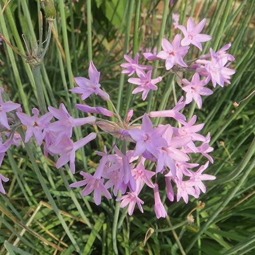 Society Garlic Tulbaghia Violacea Variegata (2Ltr Pot)