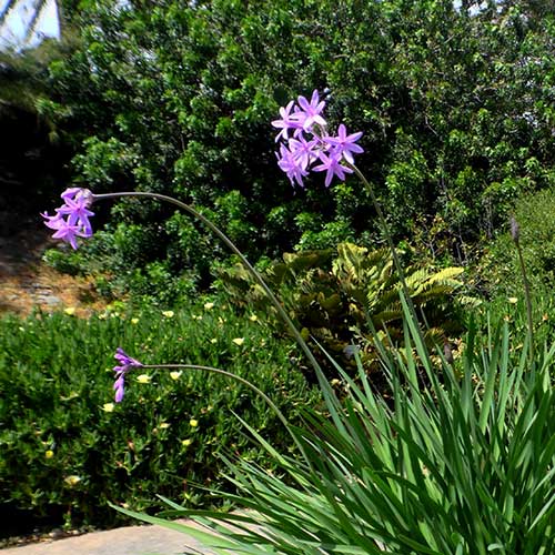 Society Garlic Tulbaghia Violacea Variegata (2Ltr Pot)