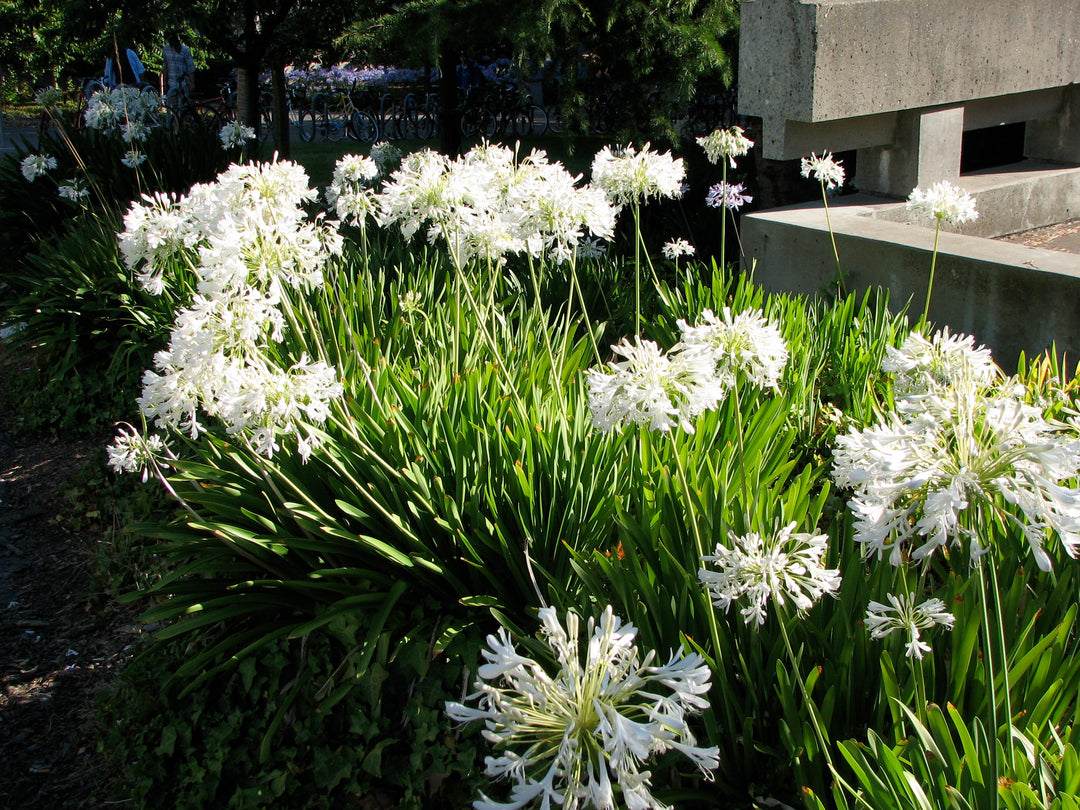 African Lily Agapanthus Africanus Alba (10Ltr Pot)