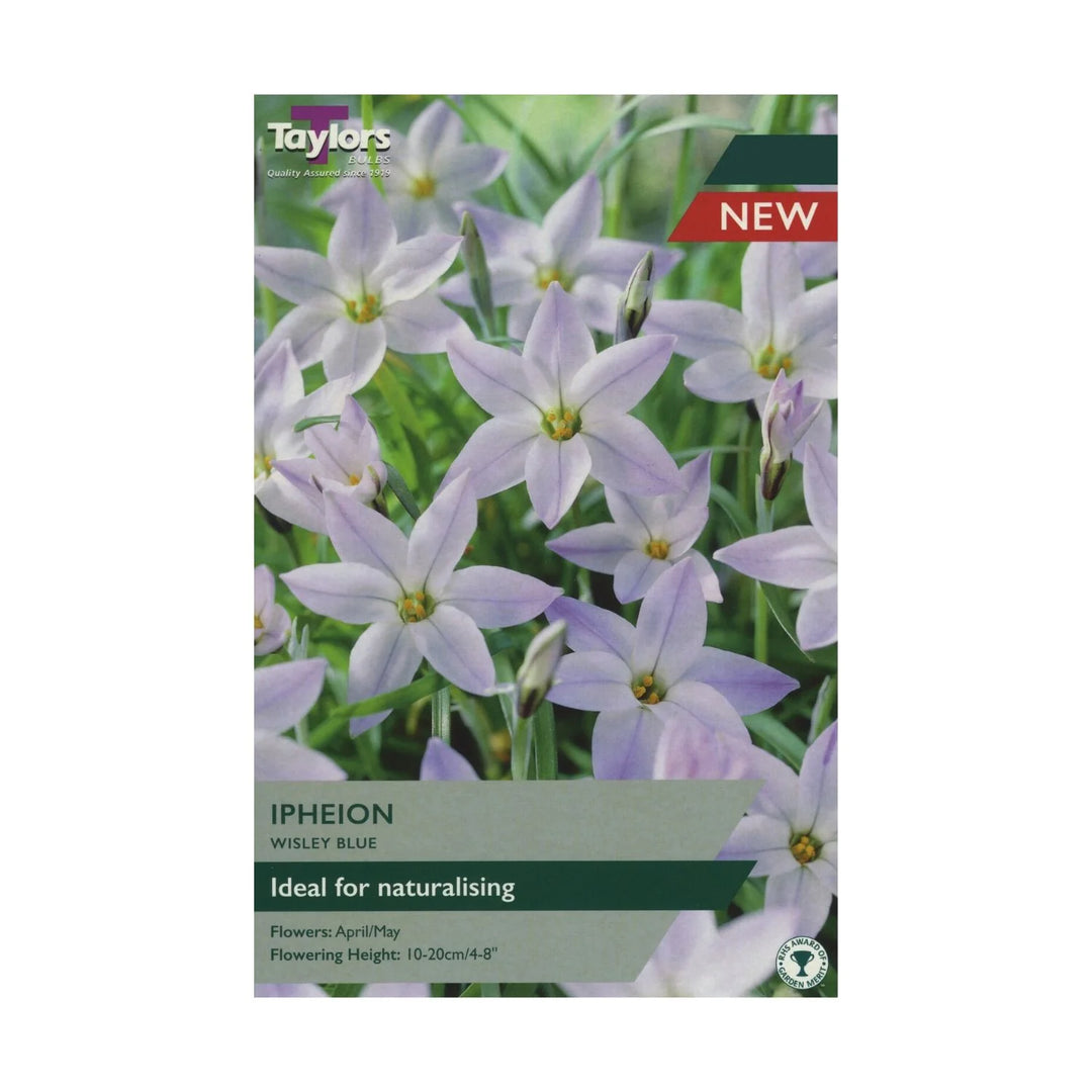 IPHEION WISLEY BLUE X 15