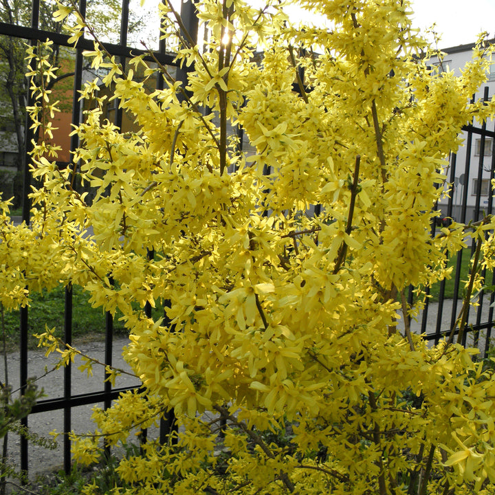 FORSYTHIA-INT.-SPECTABILIS-Planted