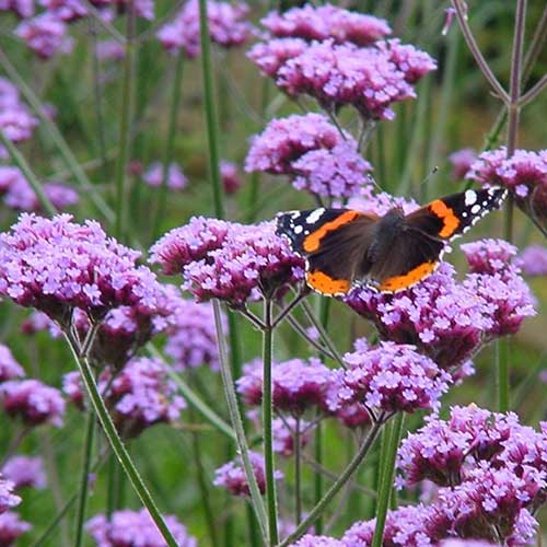 Verbena bonariensis 2 ltr