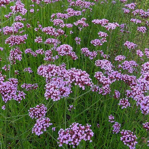 VERBENA bonariensis