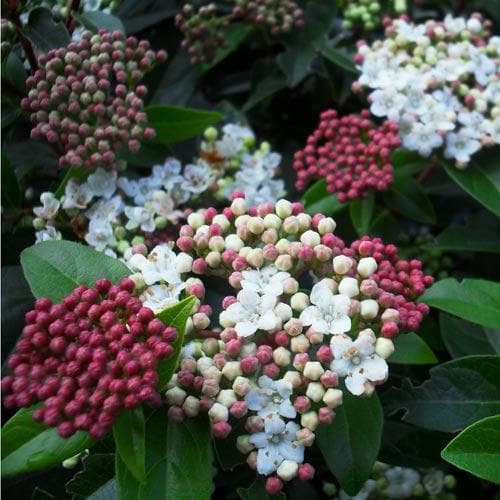 VIBURNUM TINUS EVE PRICE