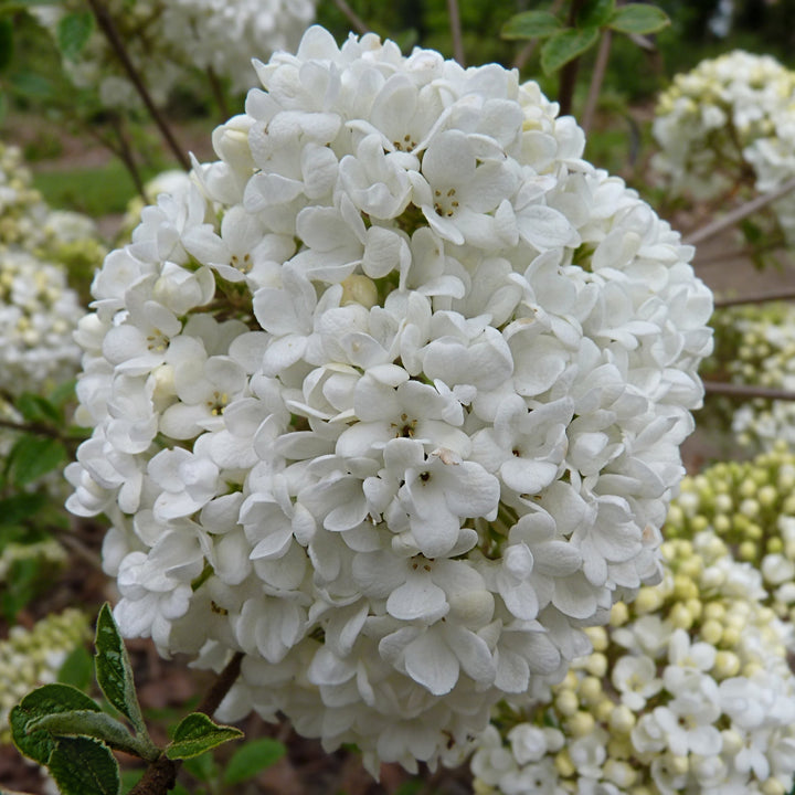 Viburnum Eskimo