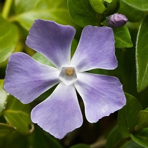 Vinca Major