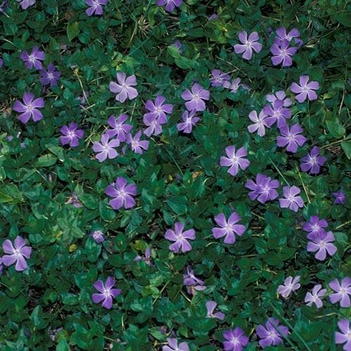 Vinca Major