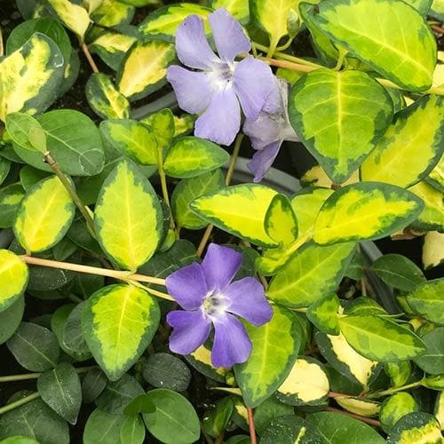 Vinca minor Illuminations