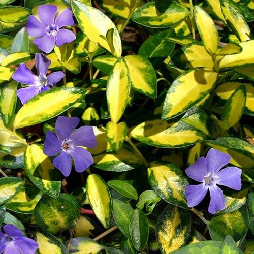 Vinca minor illumination