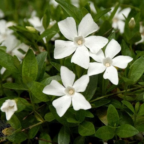 Vinca Minor Gertrude Jekyll