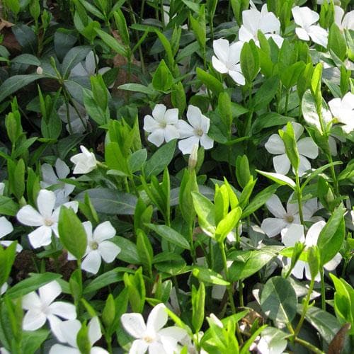 Vinca Minor Gertrude Jekyll