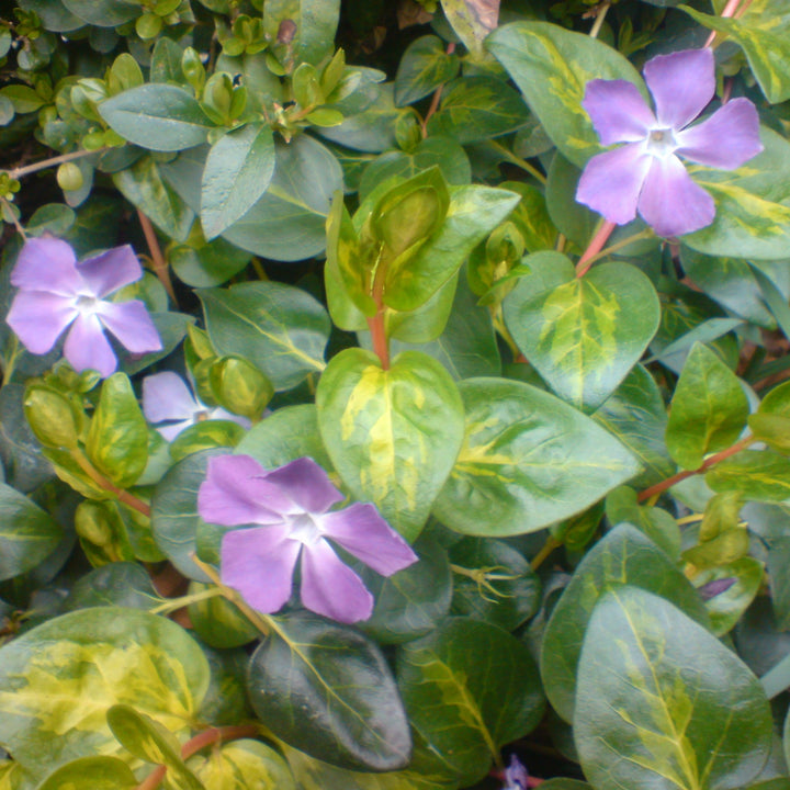 Vinca in cultivars (H)