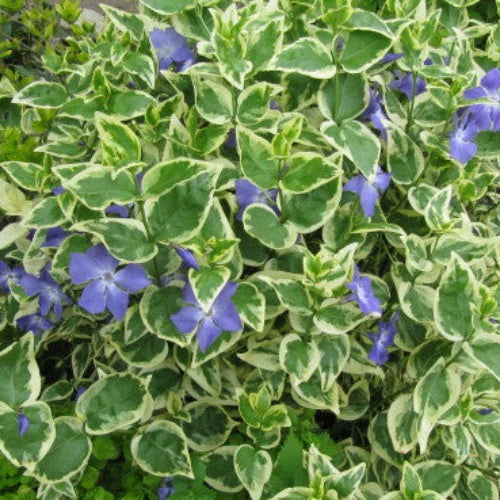 Vinca major Variegata