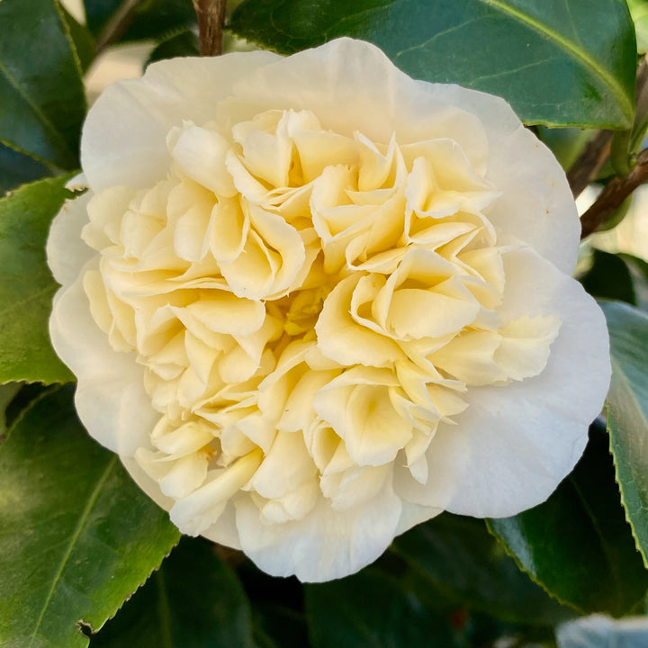 Camellia wil. Jurys Yellow