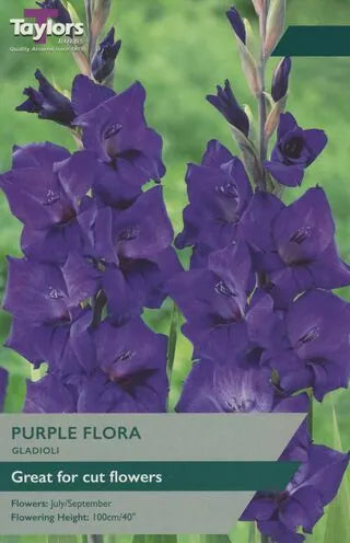 GLADIOLI PURPLE FLORA X 10