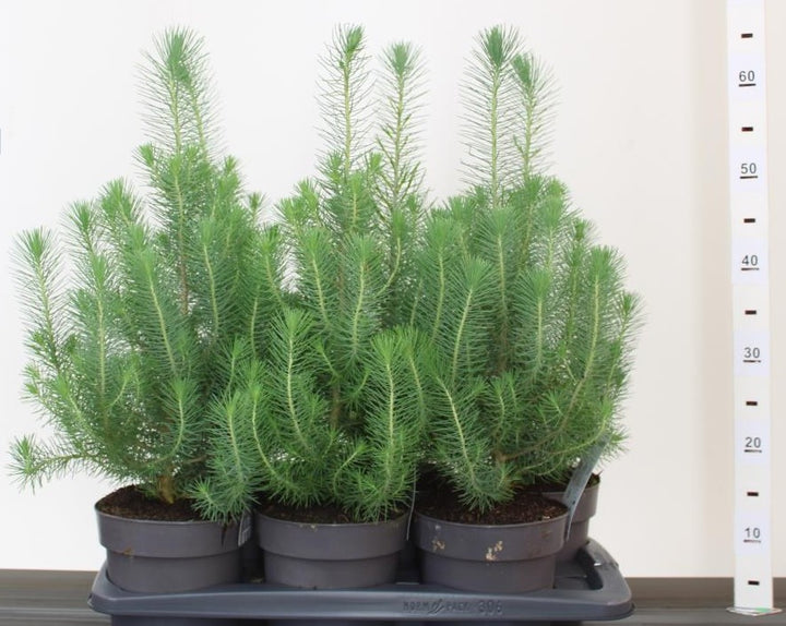 Pinus-pinea-Silvercrest-Potted