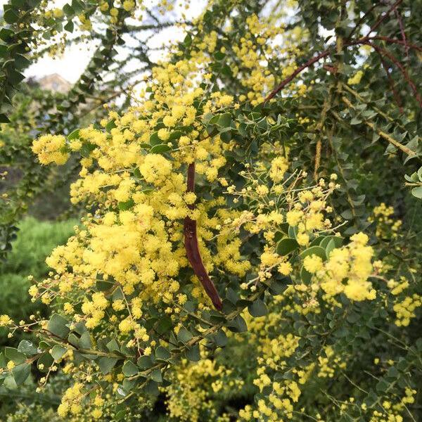 ACACIA PRAVISSIMA