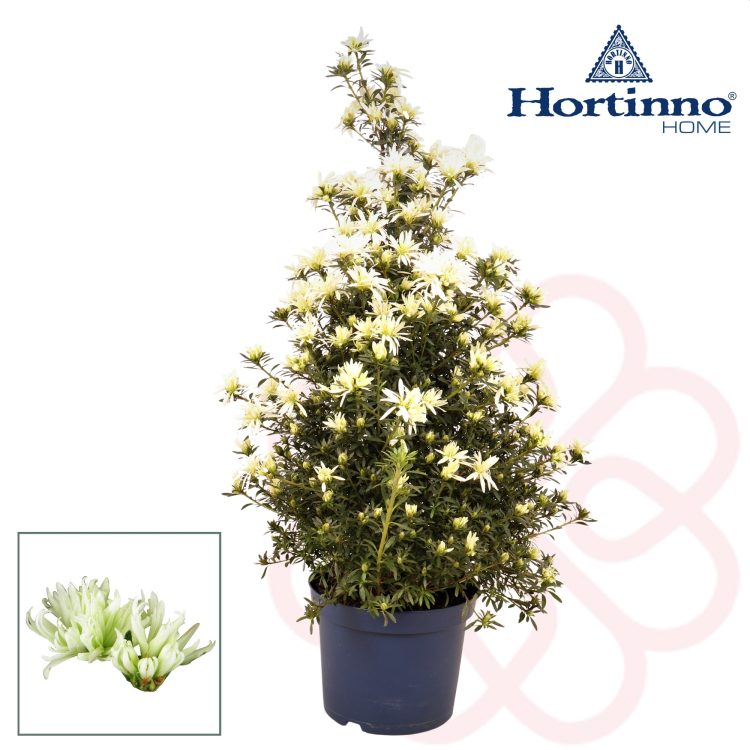 Azalea Hortinno Magisnow  P17, pyramid